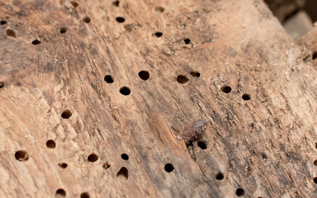 Dont panic, woodworm wont make your house fall down!