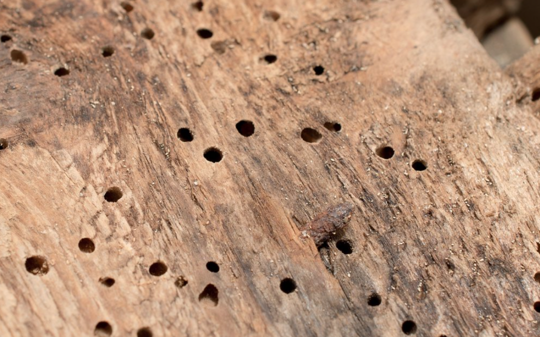 Dont Panic Woodworm Wont Make Your House Fall Down Desbruslais