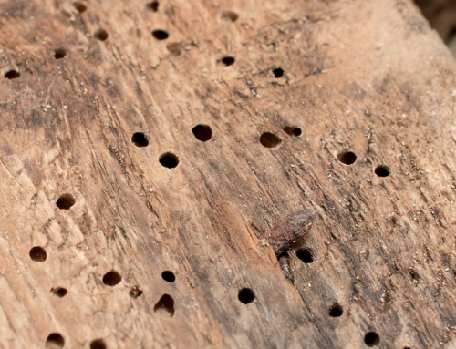 Dont panic, woodworm won’t make your house fall down!