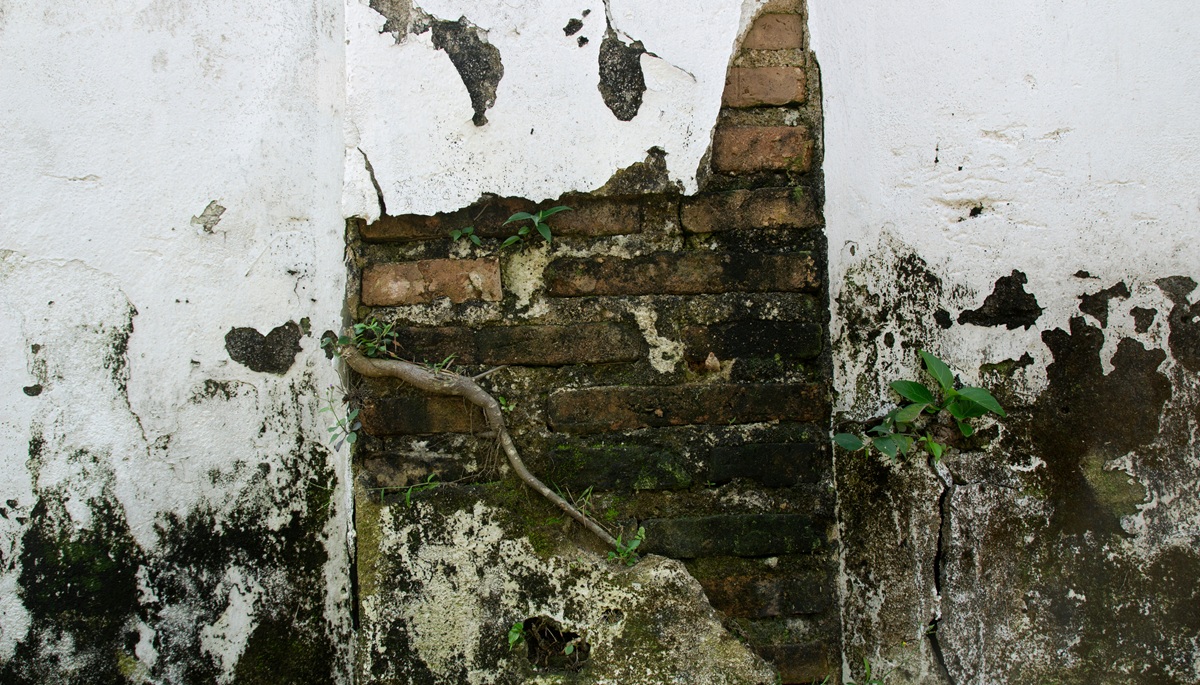 An old wall with cement cracks and tree roots.