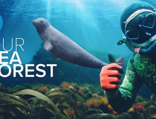 Sussex Underwater – our chosen charity for April